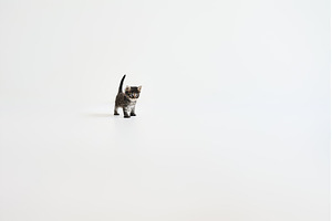 Playful small tabby kitten walking, an Animal Photo by Gladkov photography