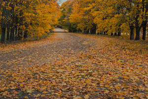 Autumn road containing road, autumn, and fall