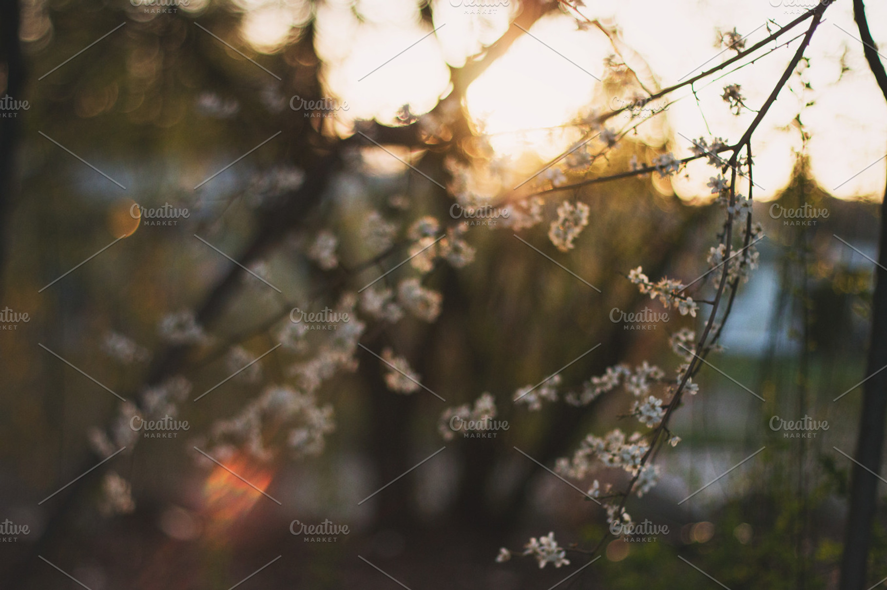 Floral sunset, a Nature Photo by Jessica Ratterree Photo