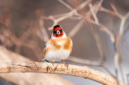 Goldfinch, Carduelis carduelis, perc, an Animal Photo by AlexBush