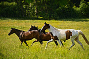 Oil Painting Effect Photoshop, an Action Add-On by liptouse (Thumbnail 9 of 10)