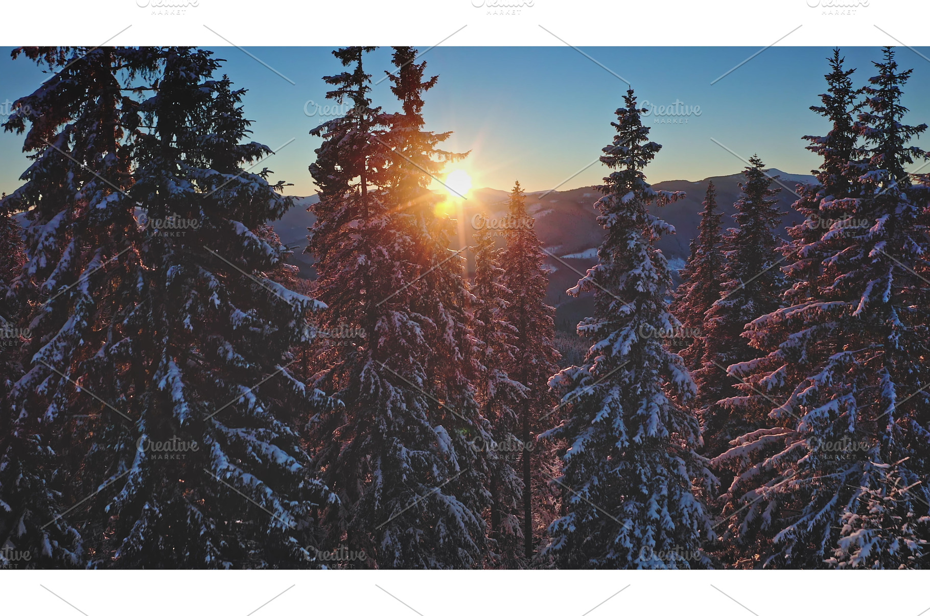 Sunset illuminating snowy pine, a Nature Photo by Goinyk