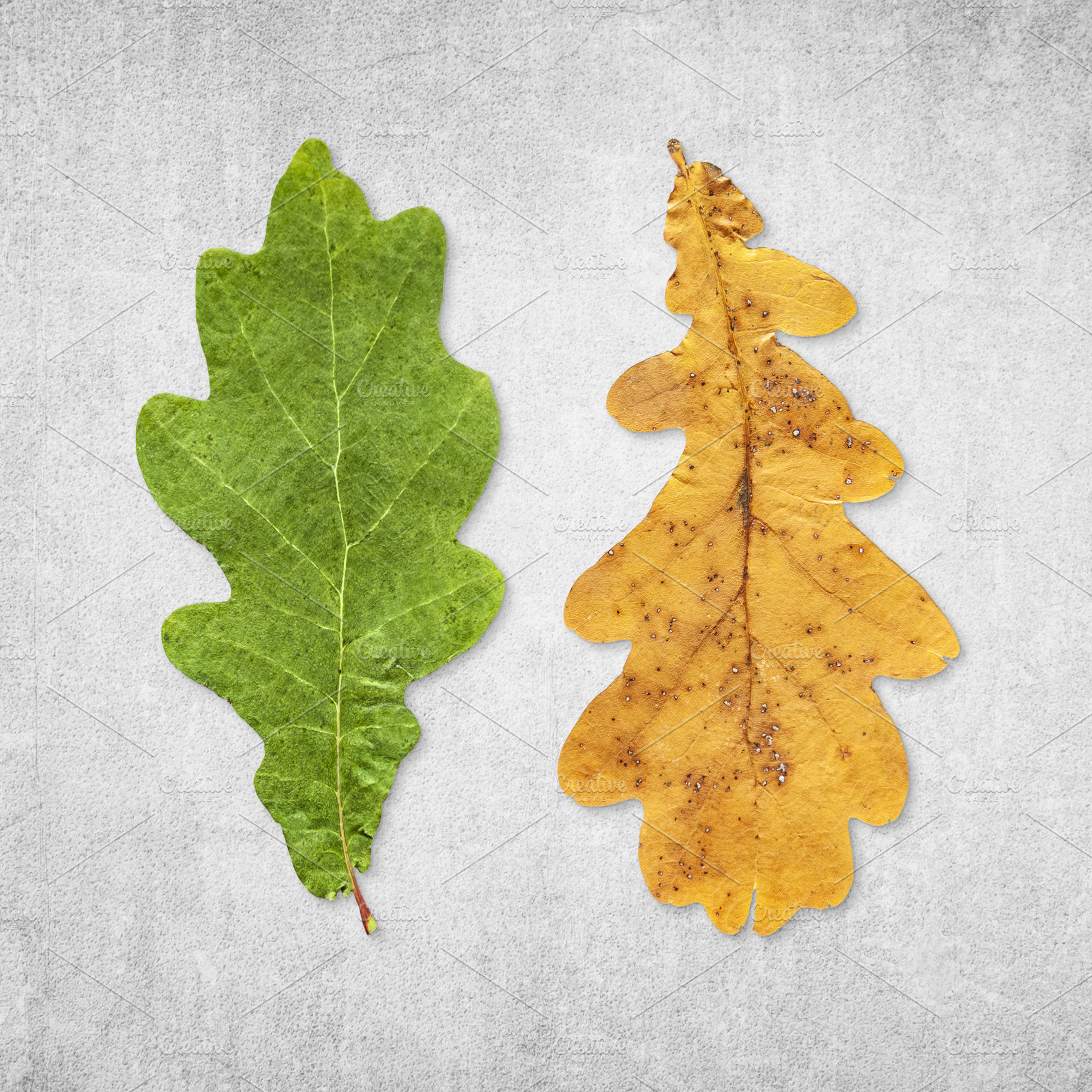 Green and yellow oak leaves isolated, a Nature Photo by BOOCYS