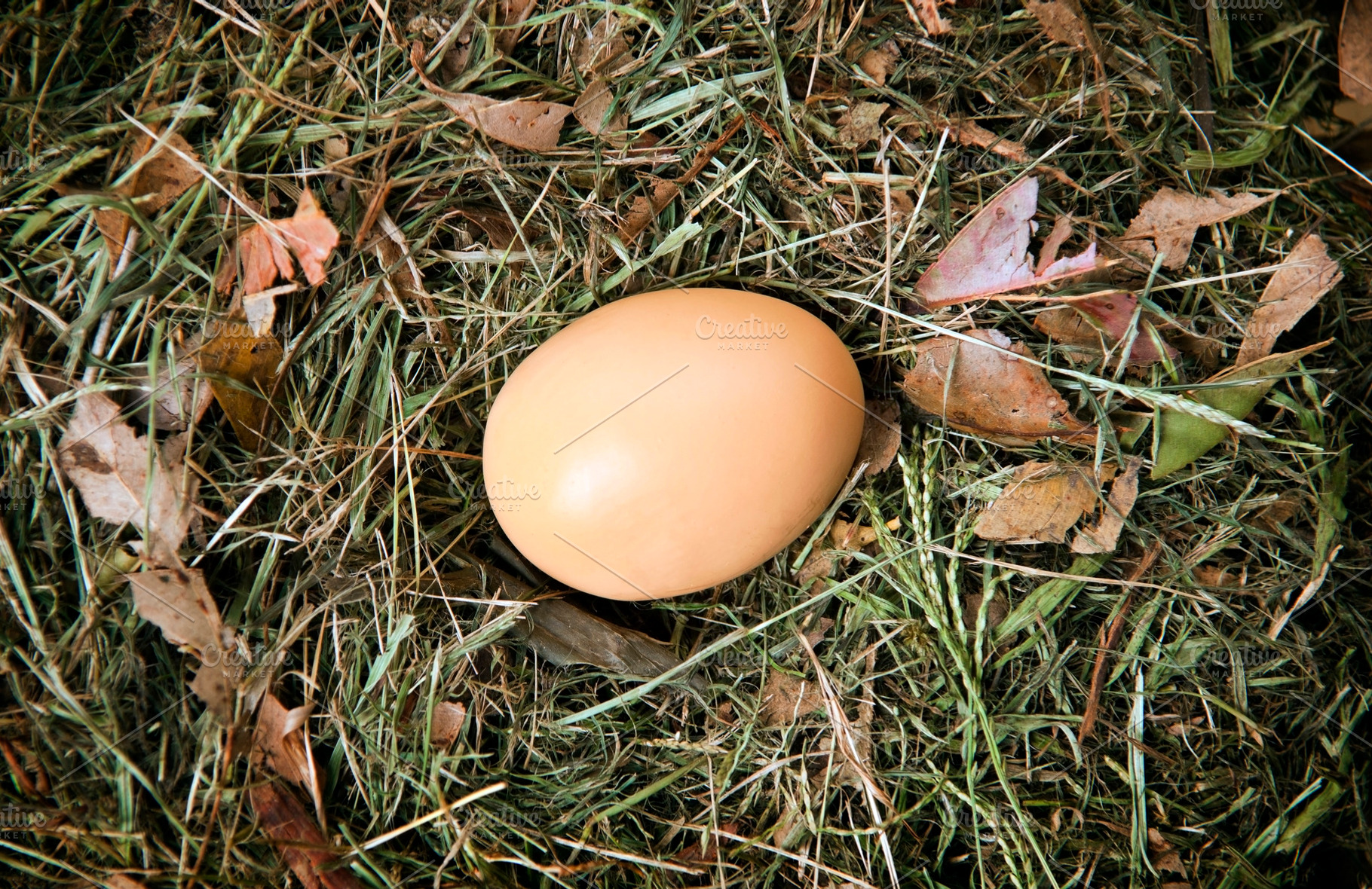 Nest Egg, a Nature Photo by THP Creative