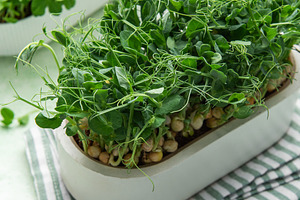 Microgreens growing in container, cultivating healthy organic ve, a Food & Drink Photo by Olena Rudo