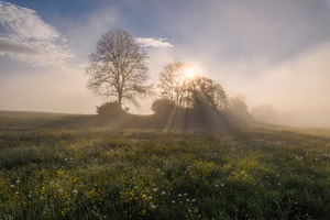 Sunrise on the meadow full of flowers
