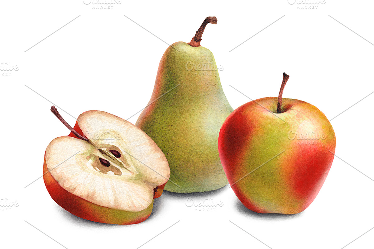 Illustrations of pears and apples, a Food Illustration by Sundra