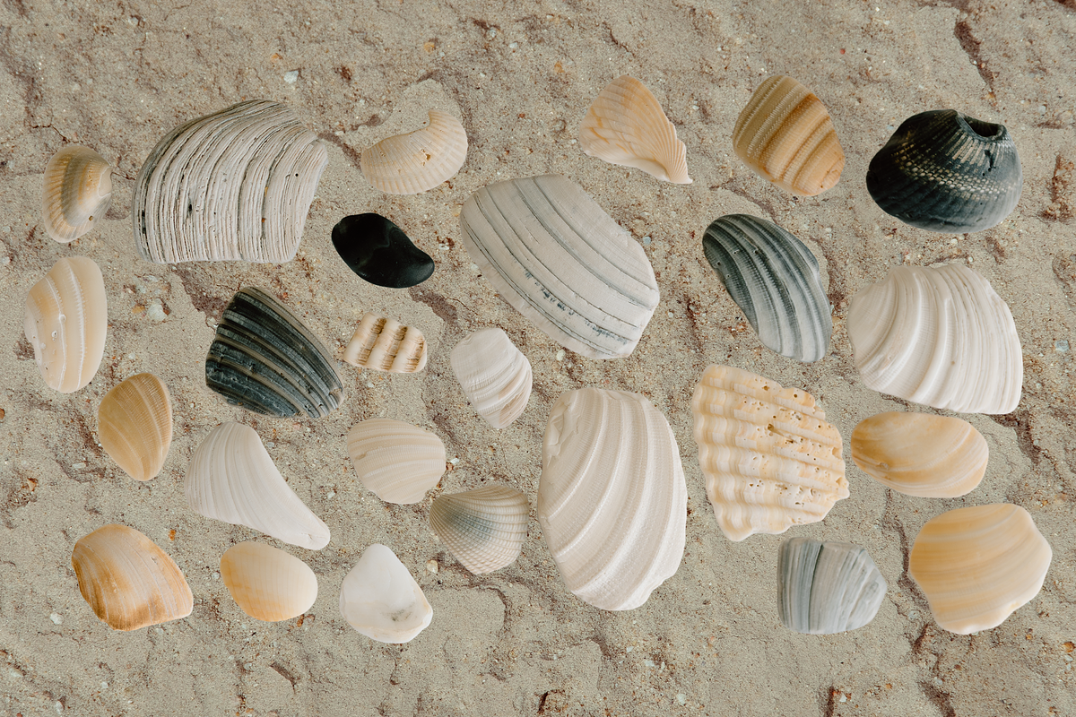 Hand-Collected Coastal Shells, an Object Graphic by MaliaFaithCreative (Photo 6 of 6)