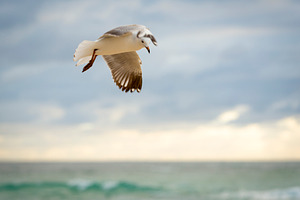 Bird In Flight, an Animal Photo by THP Creative