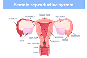 Female reproductive system. Uterus, a Healthcare Illustration by Stock-Smart-Start