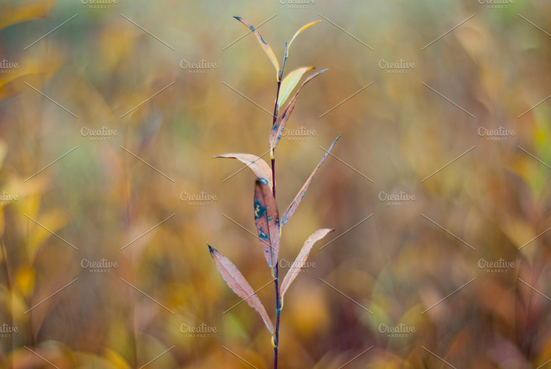 Lonely Containing Small Small Tree And Tree