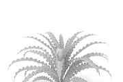 Pogostemon helferi, a Plants & Tree 3D Model by AndrewWhite (Thumbnail 9 of 9)