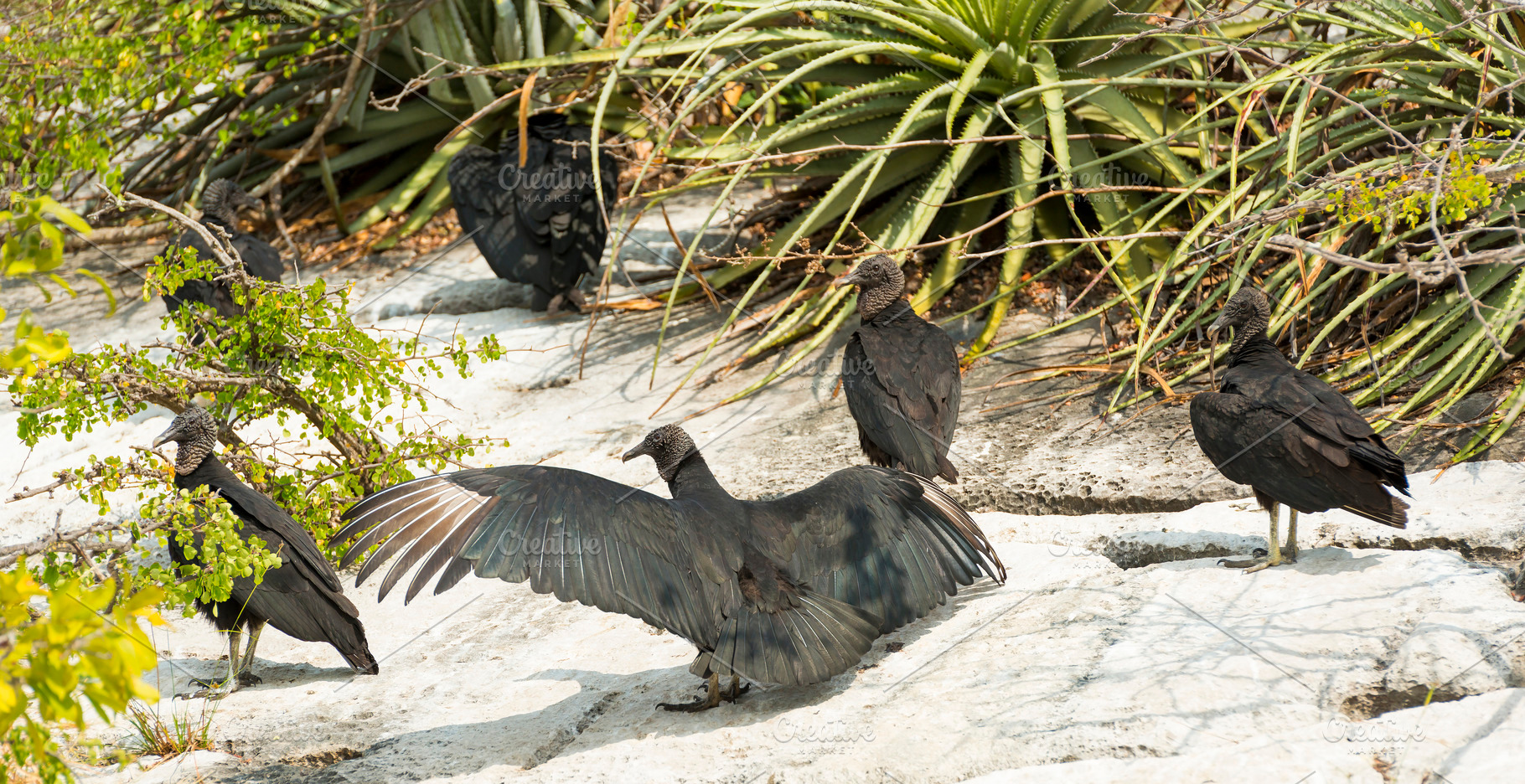 Black Vulture In Sumidero Canyon Mexico, an Animal Photo by THP Creative