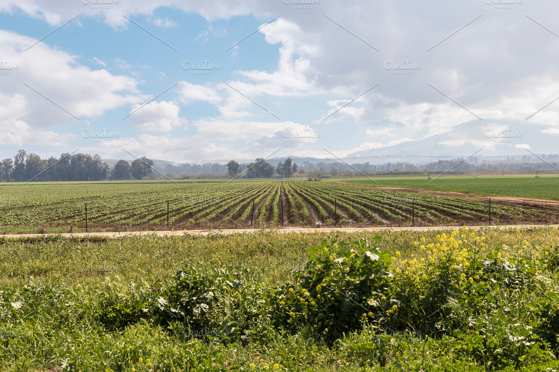 Agricultural Field with Green Crops, a Nature Photo by Imaginarium