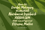 Eucalyptus Brush Script, a Script Font by Eva Black Design (Thumbnail 3 of 4)