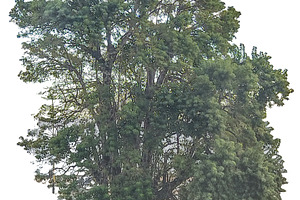 Big tree by the sea under calm sky, a Photo by DanFLCreativo
