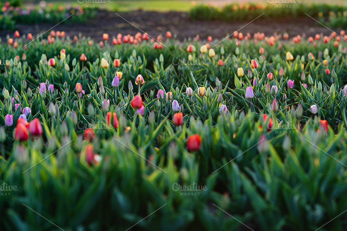 Colorful tulips in field, a Nature Photo by Ana Dee Photography (Photo 1 of 2)