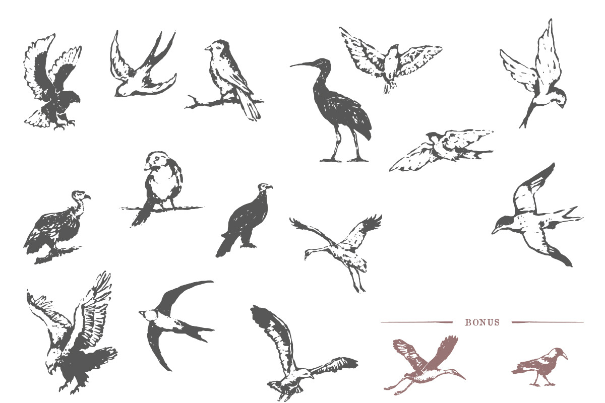 Hand Drawn Vintage Birds, an Object Graphic by danielcomerci (Photo 2 of 3)