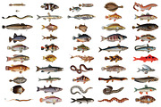 500+ Vintage Fish Illustrations, an Illustration by Dene Studios (Thumbnail 12 of 15)