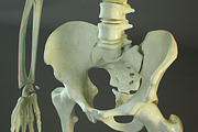 Realistic Skeleton, a Characters & Person 3D Model by VisualCG (Thumbnail 3 of 4)