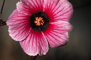 Hibiscus acetosella, a Nature Photo by Rob D Animal Photography
