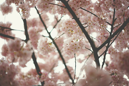 Blossom Rain preview 5