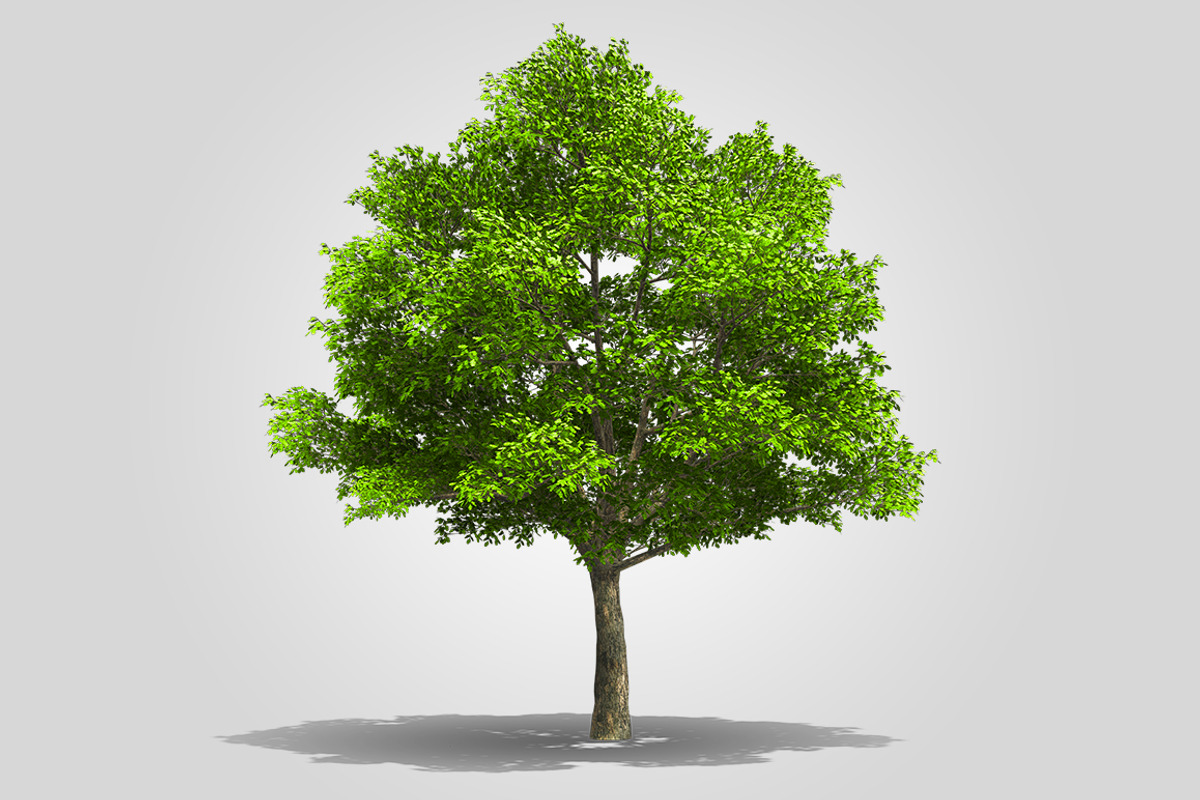 CUT OUT ENGLISH OAK TREE, a Mask Mockup by 3DSTORE (Photo 2 of 4)