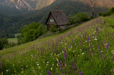 Flowers on the meadow in the mountains, a Nature Photo by Dreamy Pixel