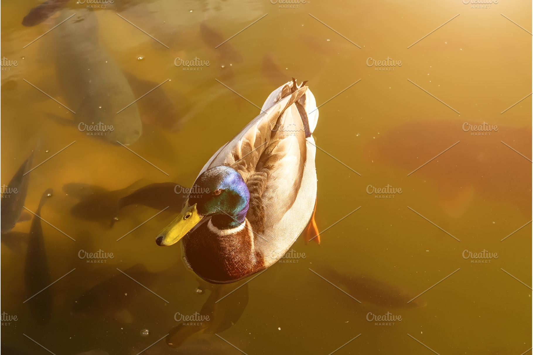 Male Mallard Duck Swimming Among, an Animal Photo by Nature and travel