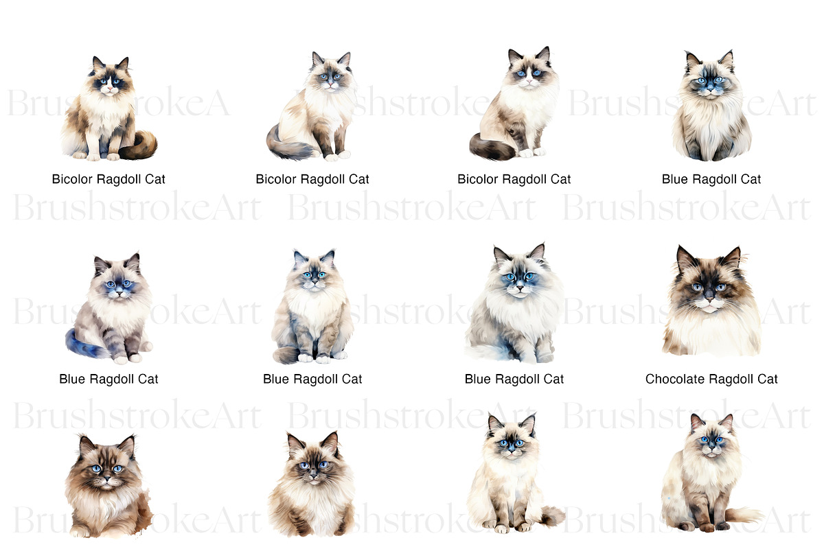 Ragdoll Cat Clipart, Ragdoll Kittens, an Animal Illustration by BrushstrokeArtGB (Photo 3 of 9)
