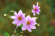 Pink Cosmos Flower Photo Bundle – 5, a Nature Photo by Silent Nature (Thumbnail 4 of 6)
