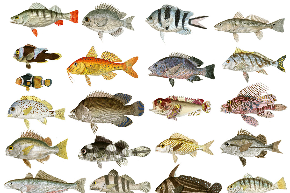 Vintage Fish Illustrations, a Food Illustration by BlackBird Foundry (Photo 2 of 5)