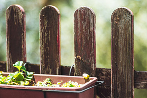 Strawberry planter on rustic fence, a Food & Drink Photo by SkyNext