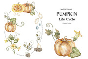 Watercolor Plant Life Cycle, an Education Illustration by MayaNavits (Thumbnail 11 of 17)