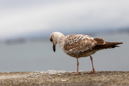 Port Seagull: Guardian of the Seas a, an Animal Photo by Perpis