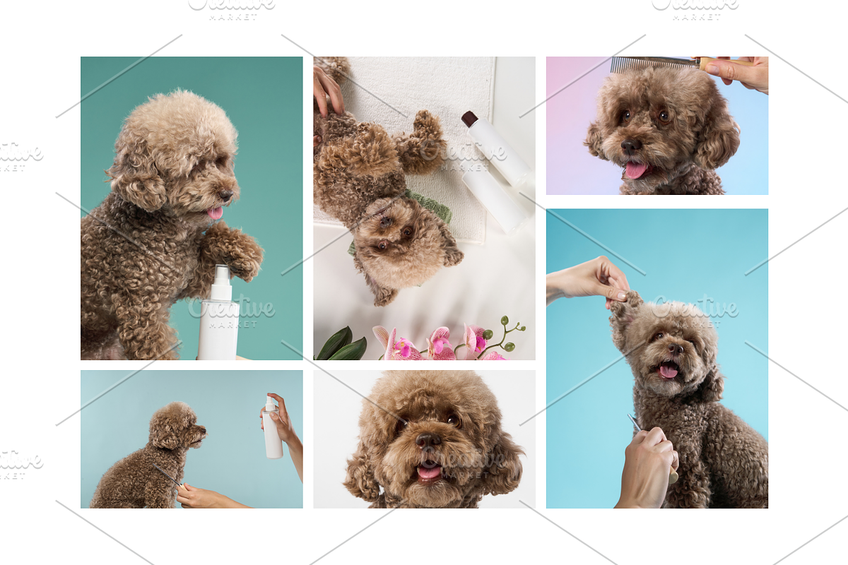 Pet Grooming Studio Photos for Brand, an Animal Photo by Animalistica (Photo 2 of 3)