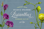 Lisianthus Blooms Realistic Flowers, an Object Graphic by Turning Moss (Thumbnail 1 of 8)