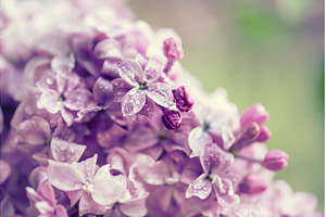 Lilac flowers macro, a Nature Photo by Nature and travel