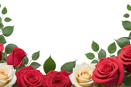 rose flowers transparent background