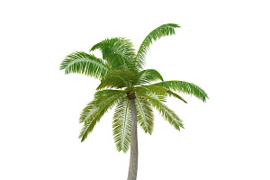 Palm