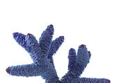 Seaweed, an Environmental 3D Model by AndrewWhite (Thumbnail 6 of 9)