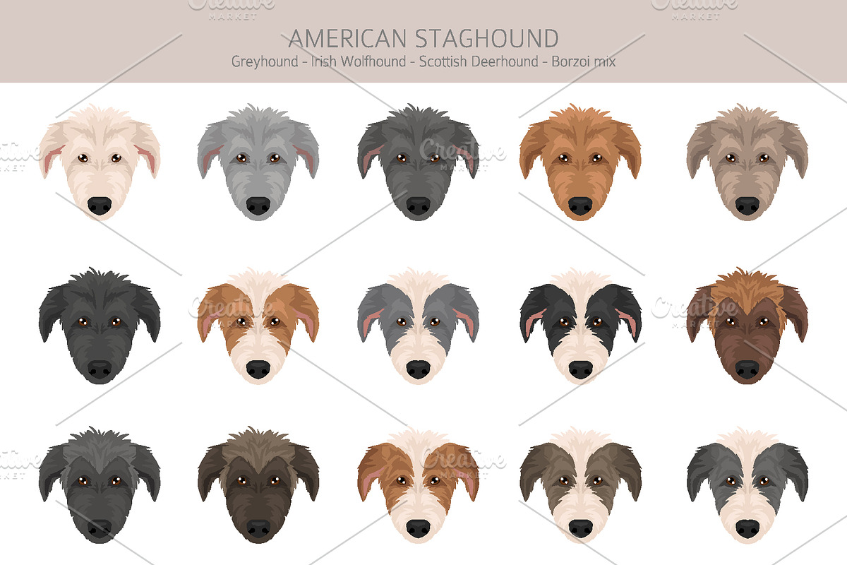 American Staghound dog, an Animal Illustration by pet design shop (Photo 5 of 6)
