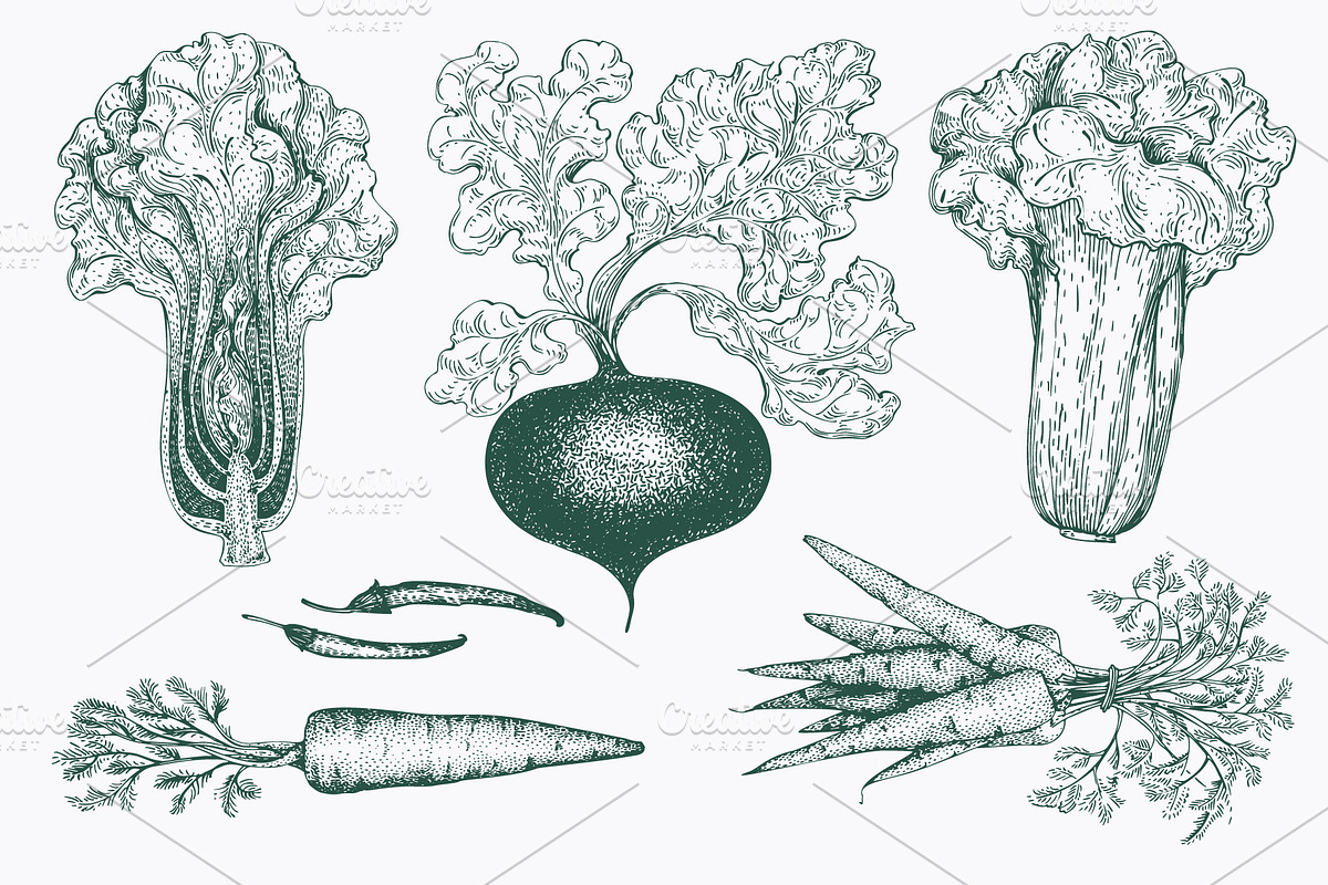 Vegetable Vector Collection, a Food Illustration by Lubov Illustrations Shop (Photo 5 of 6)