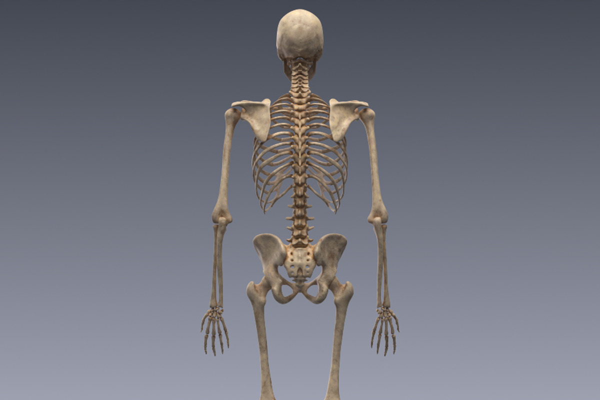 Human skeleton rigged, a Characters & Person 3D Model by konstantin.ermolaev (Photo 11 of 27)