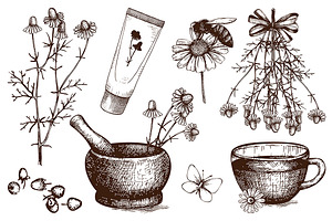 Vector Set Of Hand Drawn Camomile