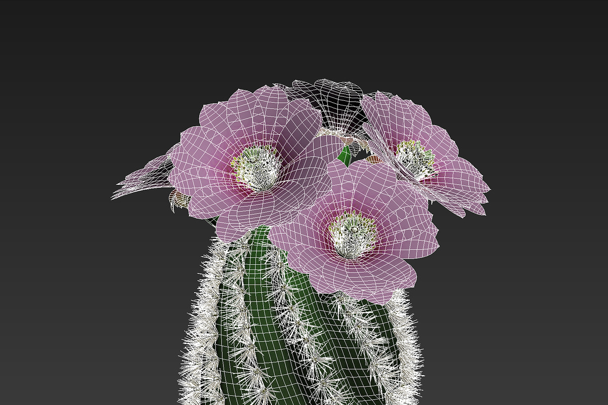 Spiral Cactus, an Environmental 3D Model by AndrewWhite (Photo 3 of 13)