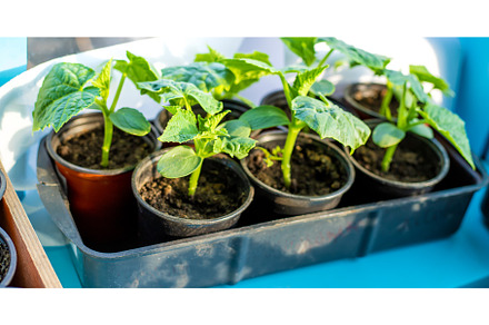 Seedlings of cucumbers in cups on, a Nature Photo by yanadjana