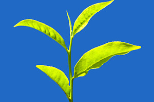 Tea leaves, a Photo by saiko3p