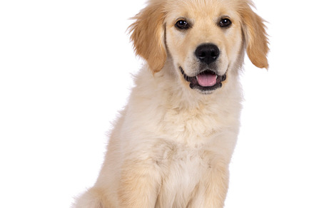 Golden Retriever pup on white background, an Animal Photo by Cat'chy Images by Nynke