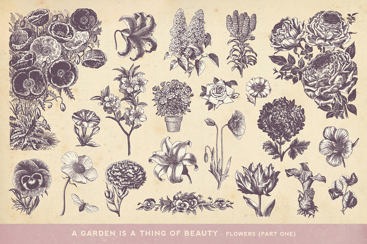 SALE! 100 Garden Illustrations, an Object Illustration by Anja Kaiser (Photo 2 of 8)
